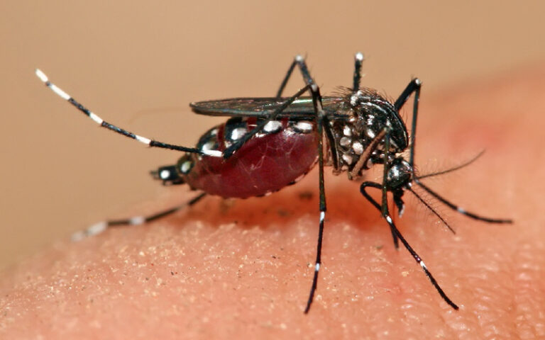 Villa Mercedes: presentaron la campaña contra el mosquito del dengue
