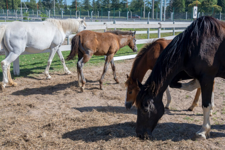 El Centro de Equinoterapia de La Pedrera se prepara para reabrir sus puertas