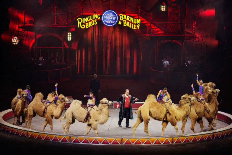 España da un paso firme hacia el bienestar animal: fin a los circos con animales silvestres