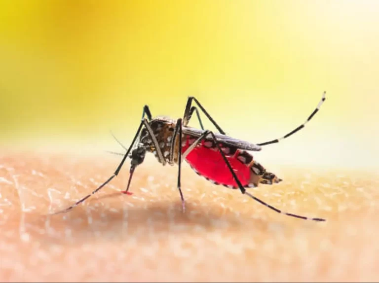 Descubre el truco definitivo para deshacerte de moscas, mosquitos e insectos de manera natural