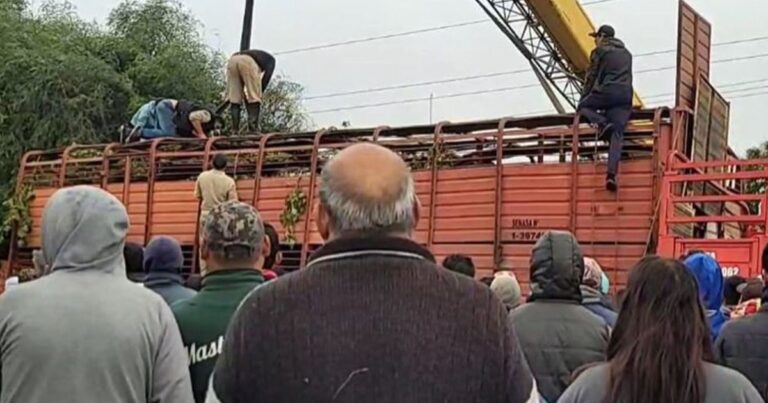 Accidente en Villa Mercedes: Volcó un Camión con Vacas y Atrajo a Multitud de Vecinos