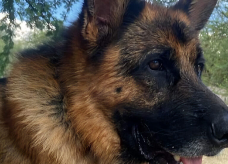 “Solo”, el pastor alemán perdido en la ruta: familia pide ayuda urgente