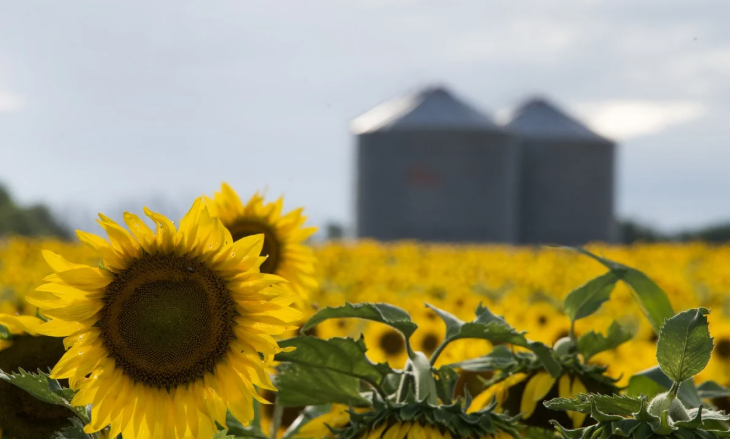 Argentina supera las 5 millones de toneladas de girasol en la campaña 2024/2025