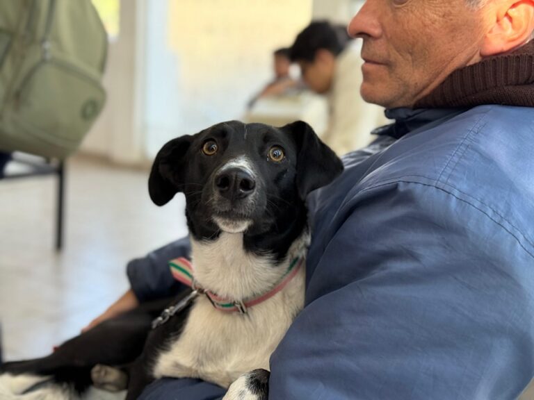 Castraciones gratuitas: El lunes 26 se realizará la entrega de turnos