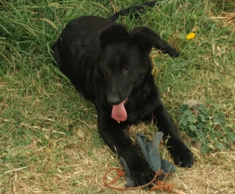 Gina, la heroína de cuatro patas: incautó marihuana valuada en $8 millones