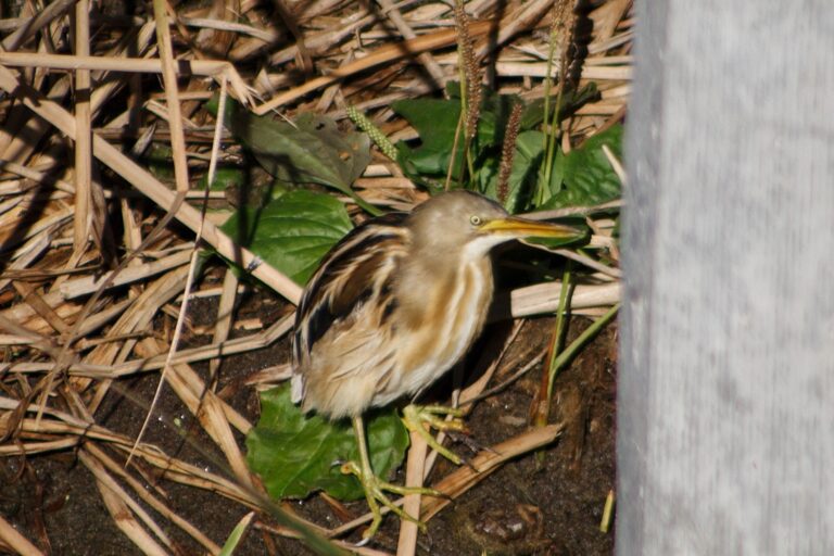 Registran por primera vez al mirasol estriado en Villa Mercedes