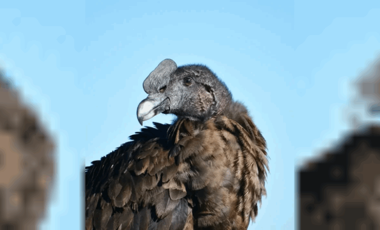 Francisco volvió a volar: liberan un cóndor andino en San Luis