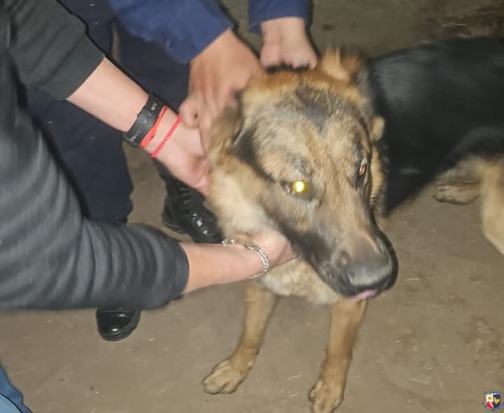 Rescatan a un perro robado durante un operativo por otra causa