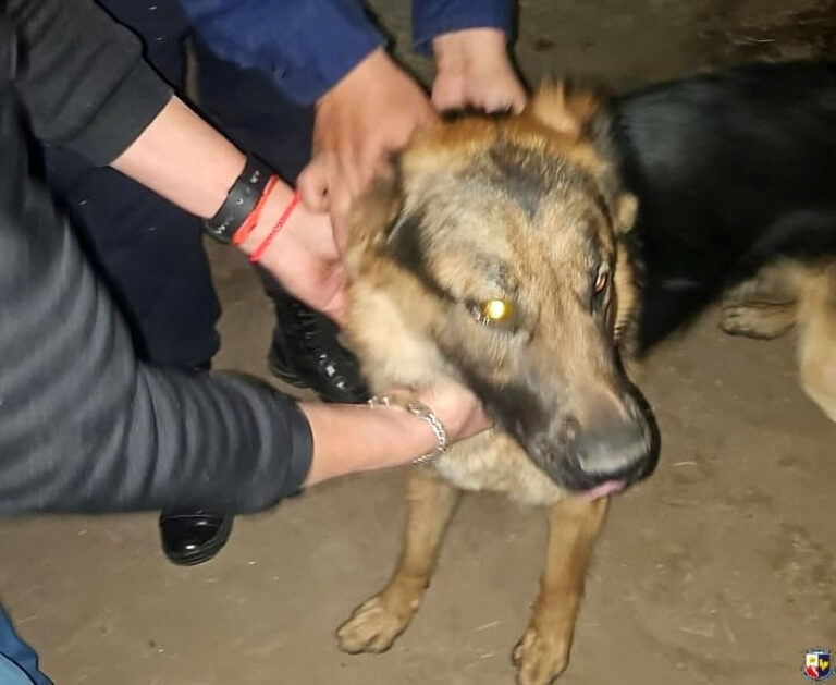 Un caso de extorsión con final feliz: rescataron a Floki