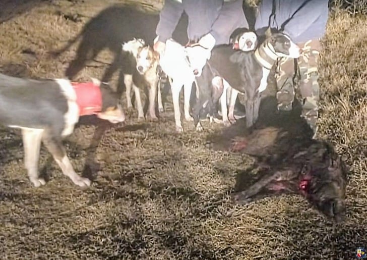 Sancionan a dos hombres por cazar con jauría y sin permisos