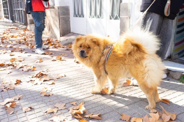 Nueva jornada de castración gratuita: este viernes entregan turnos en Villa Mercedes