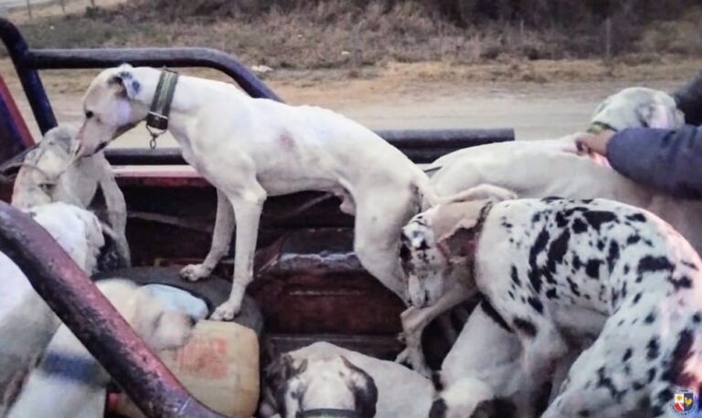 Operativo policial: retuvieron a seis adultos y dos menores por caza clandestina con jauría