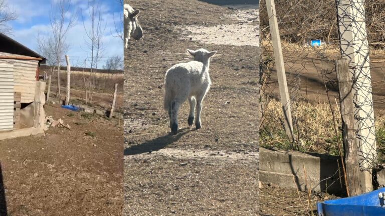 Otro robo en la Escuela Agraria: se llevaron dos corderos recién nacidos
