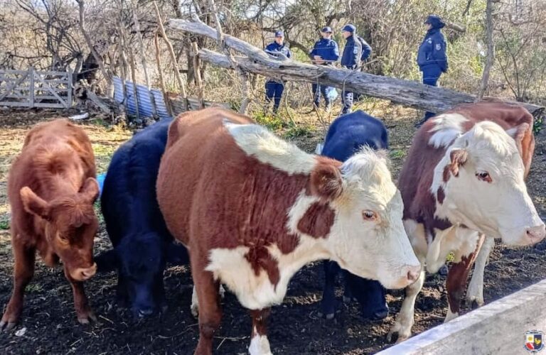 Cortaderas: recuperan cinco vacas robadas en un operativo policial
