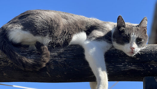 Día Internacional del Gato: por qué se celebra y cómo mejorar la vida de los felinos domésticos
