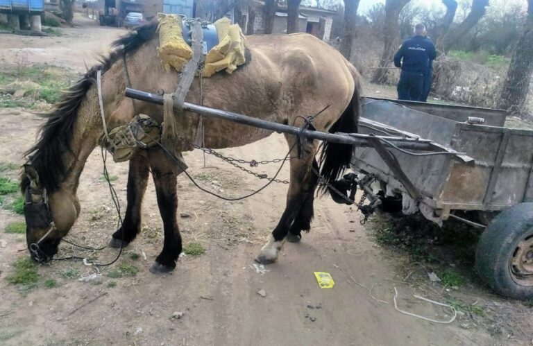 Villa Mercedes: rescataron a un caballo víctima de maltrato