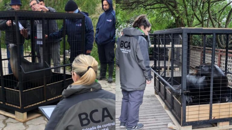 Ambiente intervino en el traslado de lobos marinos y confirmó el bienestar de los delfines