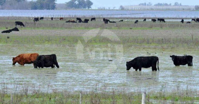 Declaran la emergencia agropecuaria en Buenos Aires y San Juan