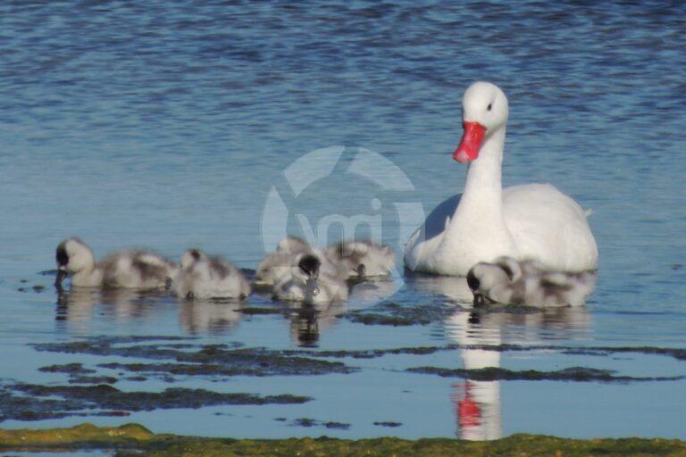 Cisnes y coipos, los protagonistas de los Espejos de Agua en Villa Mercedes
