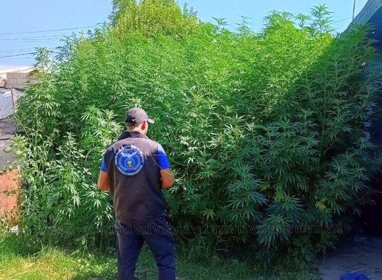Santa Rosa: Incautaron marihuana por un valor superior a los mil millones de pesos